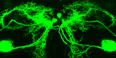 neurogenetics-vision