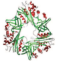 HSP47 Collagen Binding Heat Shock Protein