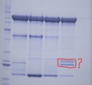 labelled Proteinpeptide identification1