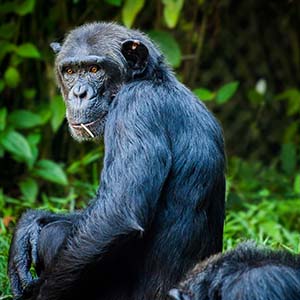 chimpanzee-300x300