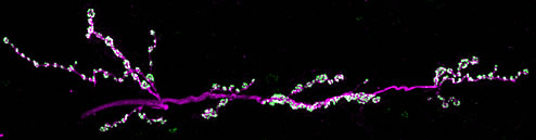 drosophila-neuromuscular-junction