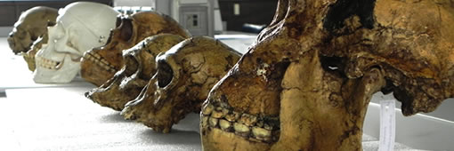 Skulls showing evolution of humans