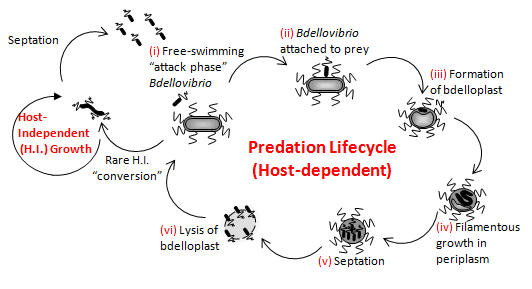 Bdellovibrio predation lifecycle