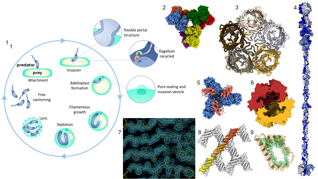 Staged lifecycle of Bdellovibrio