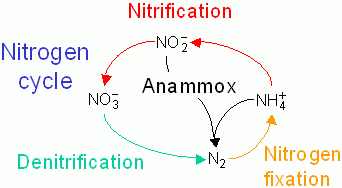 Nitrogen Cycle (With Diagram) | Ecology