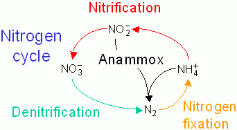 Nitrogen Cycle Steps Chart