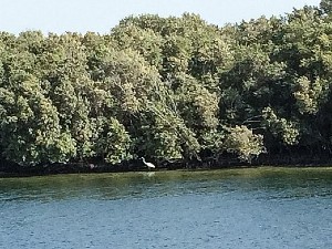 A_white_heron_in_the_mangroves_of_Abu_Dhabi_300