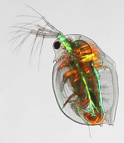 Daphnia - waterflea