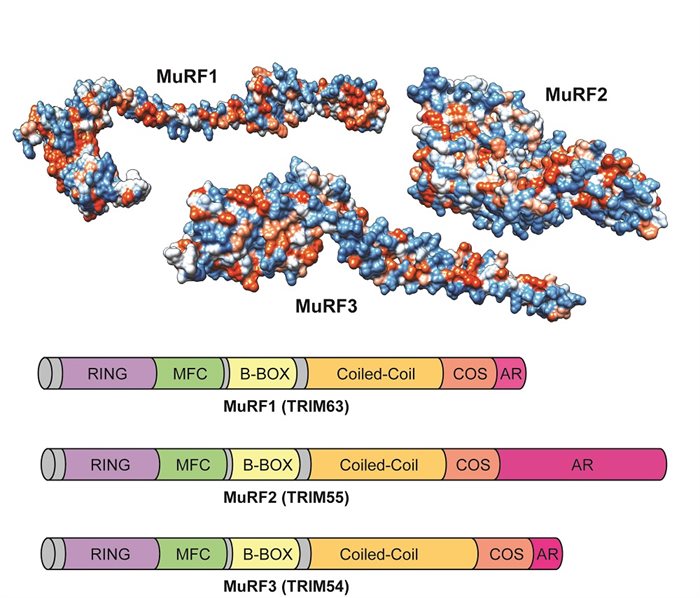 MuRF structure diagram including molecules