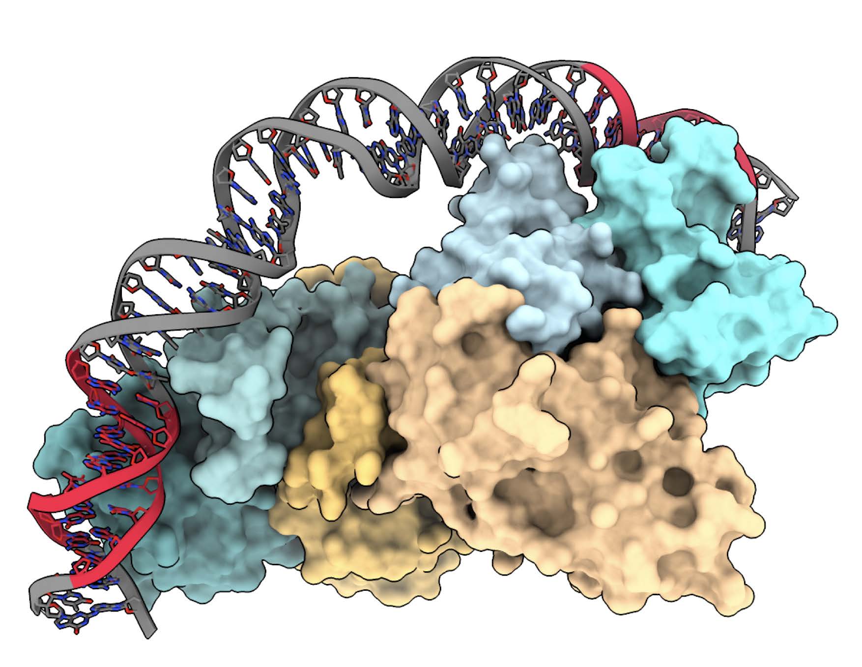 natt-natr-towxin-antitoxin