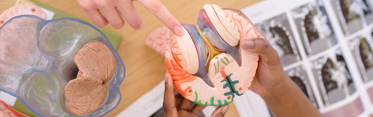 fingers pointing at an Anatomy model