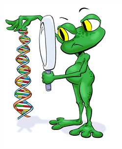 Aga-Frog-DNA-colour (003)