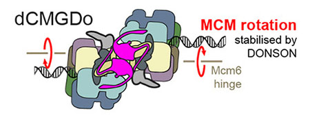 Image of DONSON at a DNA replication fork