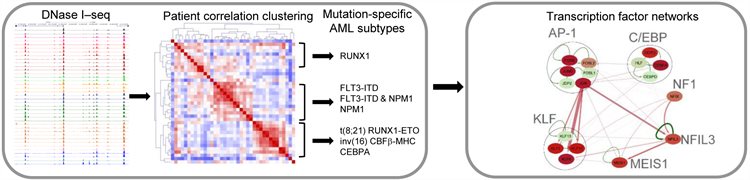 Gene structure and regulation diagram as detailed below