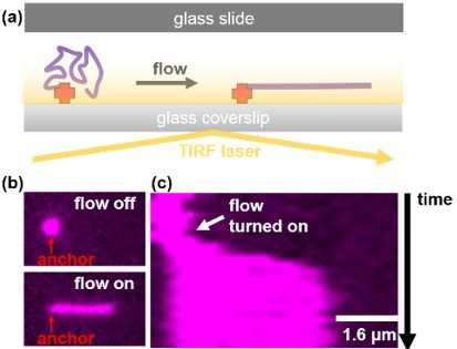 Micromanipulation and visualisation of single DNA molecules using microfluidics and TIRF microscopy