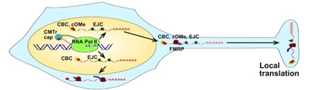 Diagram of mRNA localised at neuronal synapses