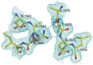 oxygenases