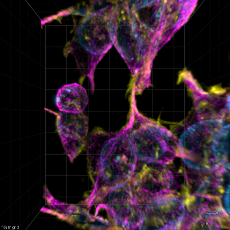 3D image of cytoskeletal proteins and nuclei