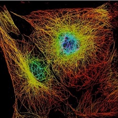3D image of microtubules coloured by Z depth