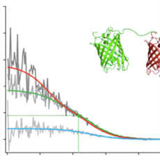Auto and cross-correlation curves reveal protein diffusion and interactions rates