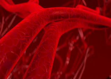 Blood Flow Image