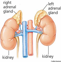 Diagram of kidneys and adrenal glands