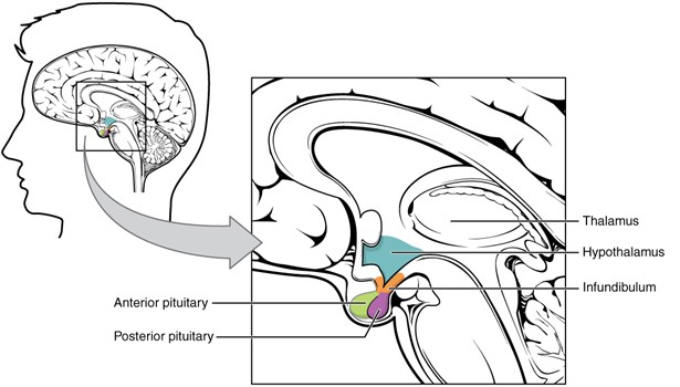 Diagram of the brain which has a zoomed in area showing the anterior pituitary, posterior pituitary, thalamus, hypothalamus and infundibulum