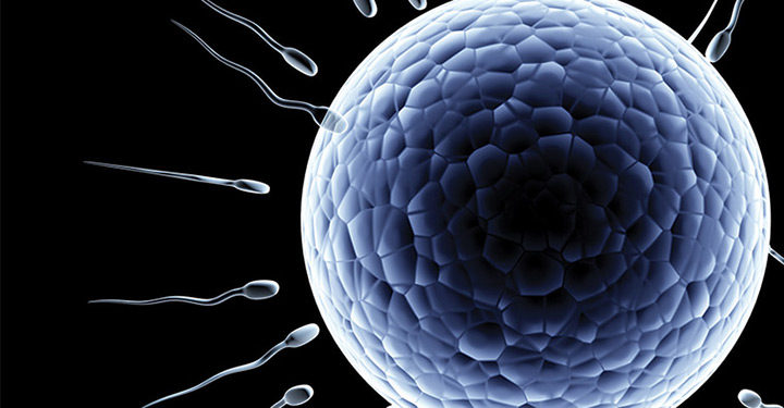 sperm fertilising an egg