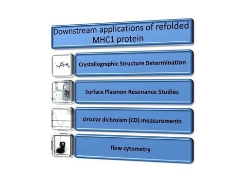 Downstream applications of refolded MHC1 Protein table, Top to bottom: Crystallographic Structure Determination, Surface Plasmon Resonance Studies, Circular dichroism (CD) measurements and flow cytometry