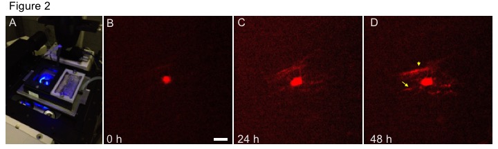Figure 2 - live imaging OL myelination dsRED