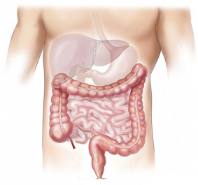 Illustration of a body showing a liver and digestive system