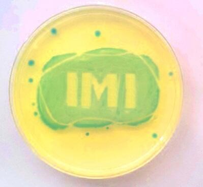 E coli in shape of IMI