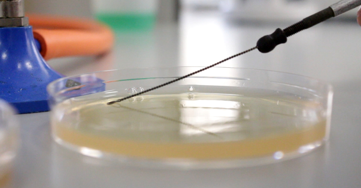 needle taking sample from petri dish