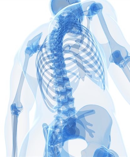 spine-skeleton-back