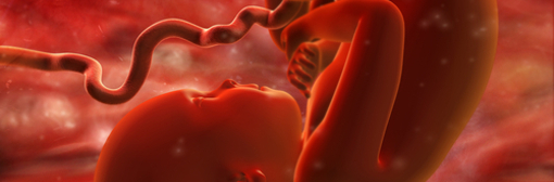 Close up graphic of a foetus with umbilical chord