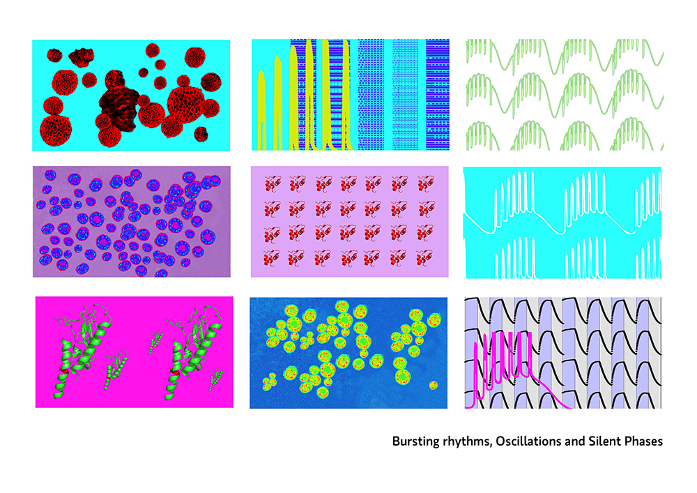 Digital representation of bursting rhythms, oscillations and silent phases