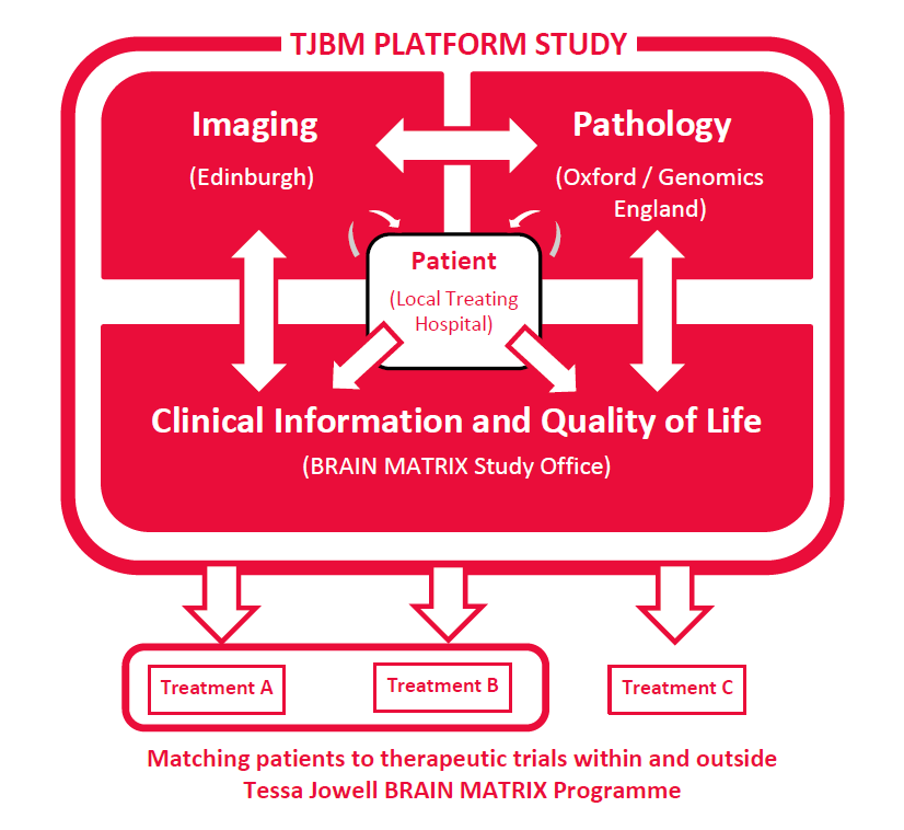 Flowchart diagram summarising the Tessa Jowell BRAIN MATRIX Platform Study. Glioma patients will have clinical information and Quality of Life collected at their local treating hospital, with this data being sent to the BRAIN MATRIX Study Office. There will also be Imaging performed at Edinburgh and Pathology performed at Oxford/Genomics England, with the results being fed back to the patient’s local treating hospital and the BRAIN MATRIX Study Office. In the future, it is hoped that it will then be possible to match patients to therapeutic trials within and outside the Tessa Jowell BRAIN MATRIX Programme.
