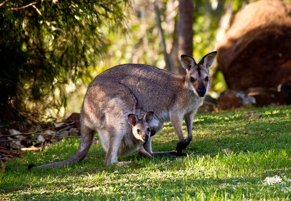 wallabies