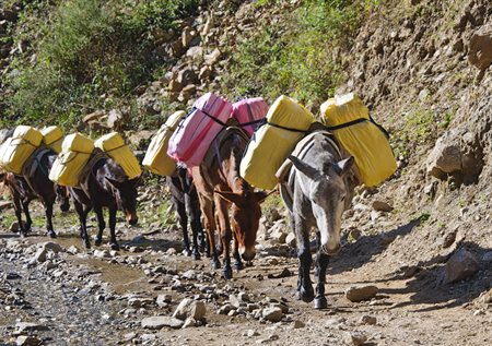 Donkey's transporting vaccines form part of the cold chain