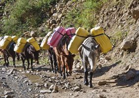 Donkey's transporting vaccines form part of the cold chain