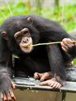 Chimp eating pubs off a stick