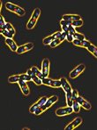 bacterial chromosomes