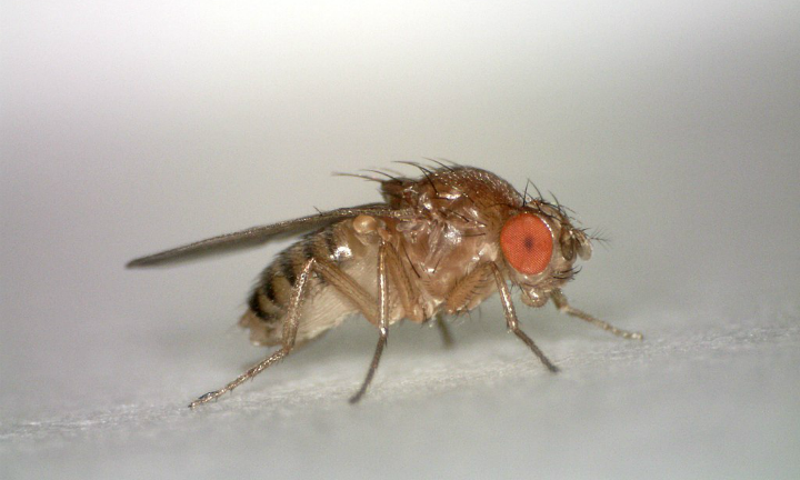 Female Drosophila melanogaster