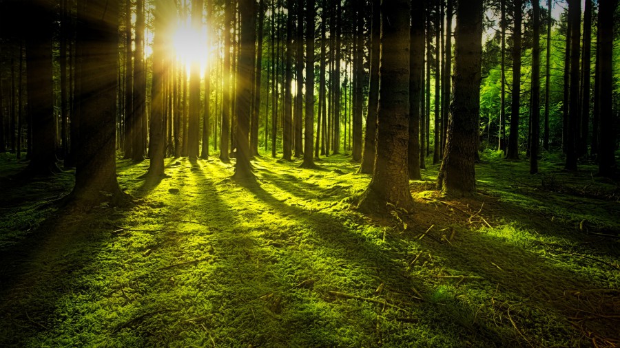 Bright sun breaking through trees in a dense forest, casting long shadows along a plush green forest floor.