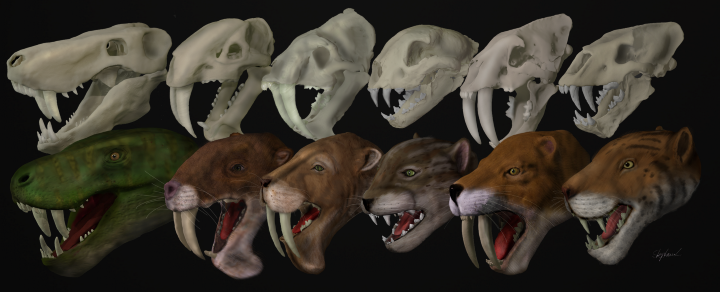 Image of six sabre-toothed animals