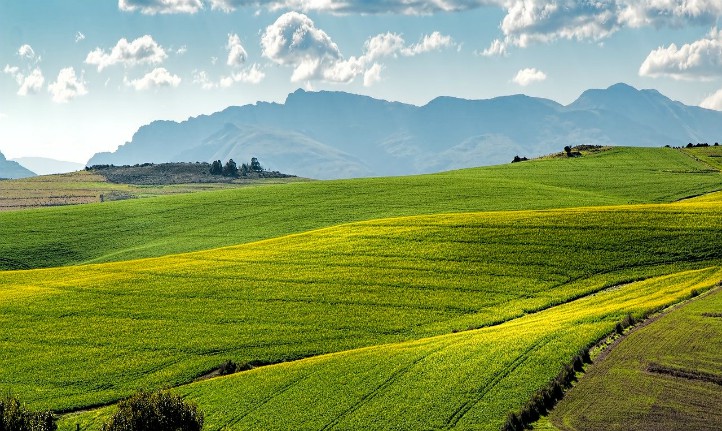 large field of canola plants