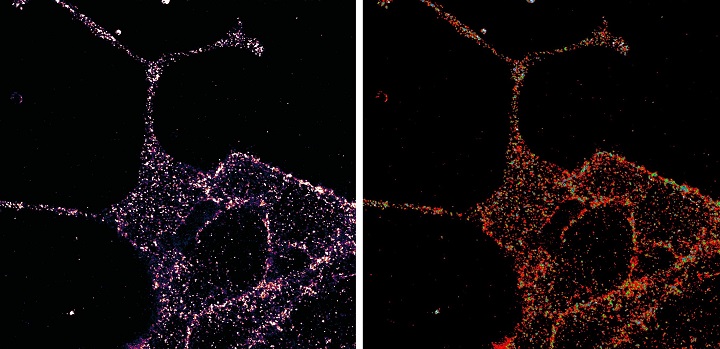 GLP1R visualized in insulin-secreting beta cells at super-resolution