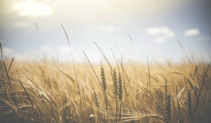 field of wheat