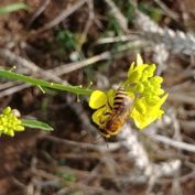 bee on black mustard flower1_720