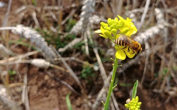 Bee on black mustard flower